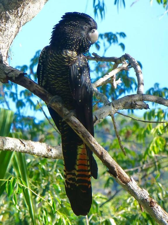 Aparthotel Executive Properties In North Ward And On Magnetic Island 5*